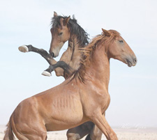 Namibia-Namibia-Wild Horses Safari